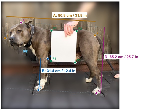 Example report photo with coloured length, height and width measurement lines and point markers over a dog beside reference paper